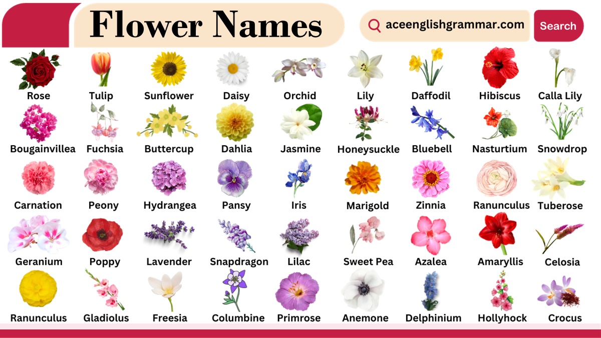 Flower Names in English with Pictures - AceEnglishGrammar