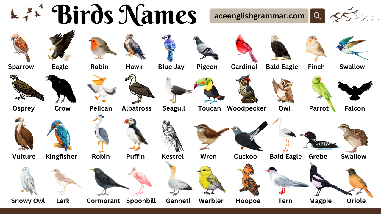 100 Most Popular Birds Names in English with Pictures AceEnglishGrammar